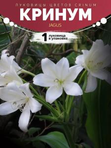 Кринум Jagus 1 Луковица