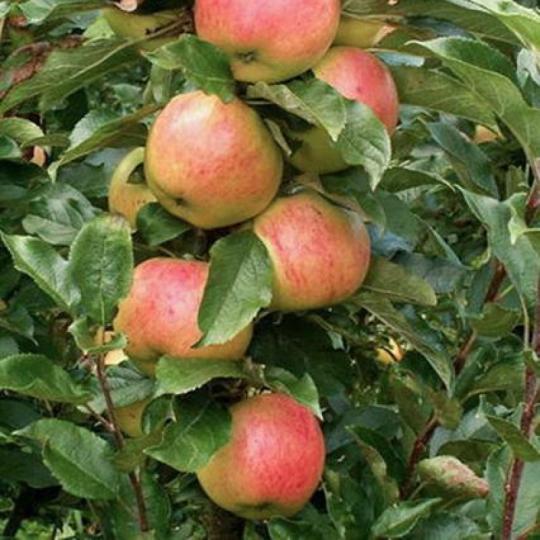Яблоня колоновидная "ВАЛЮТА"